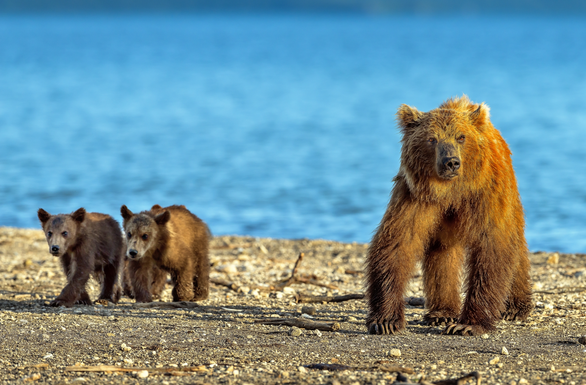Kamchatka 2016 - Bears