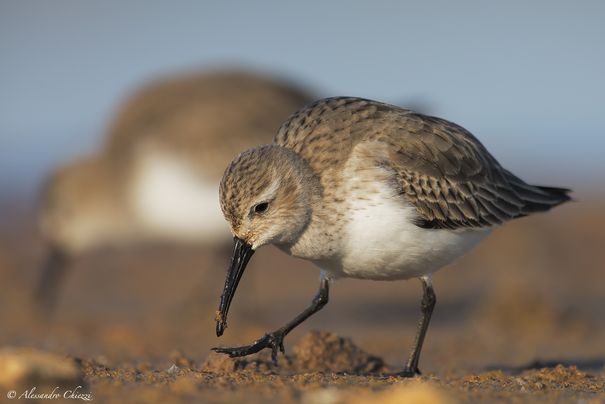 Pancianera at Christmas