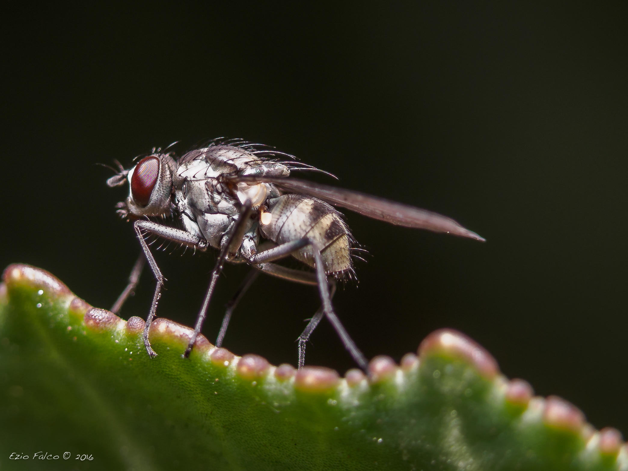 Moschino su foglia di ciclamino