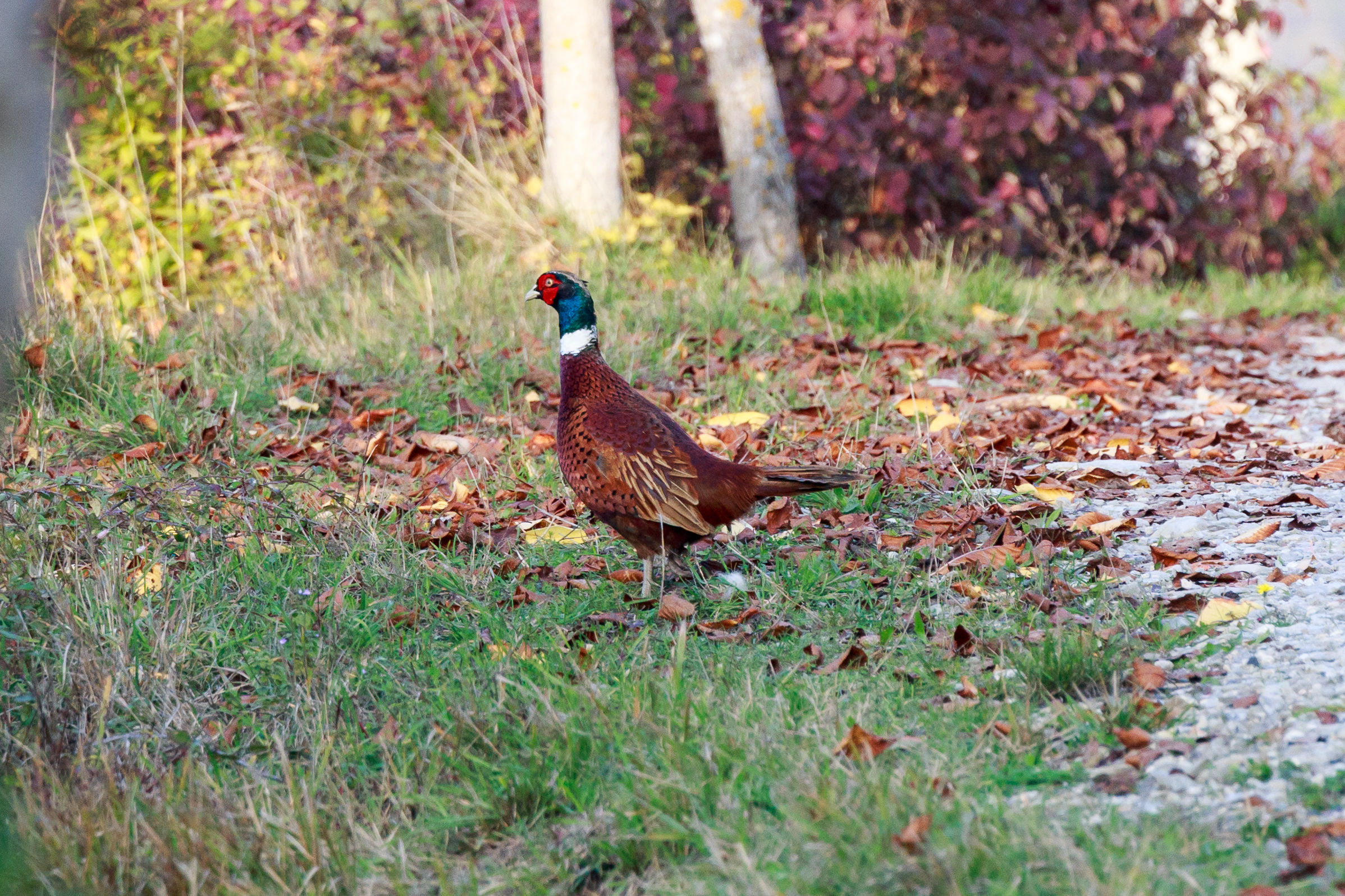 Pheasant