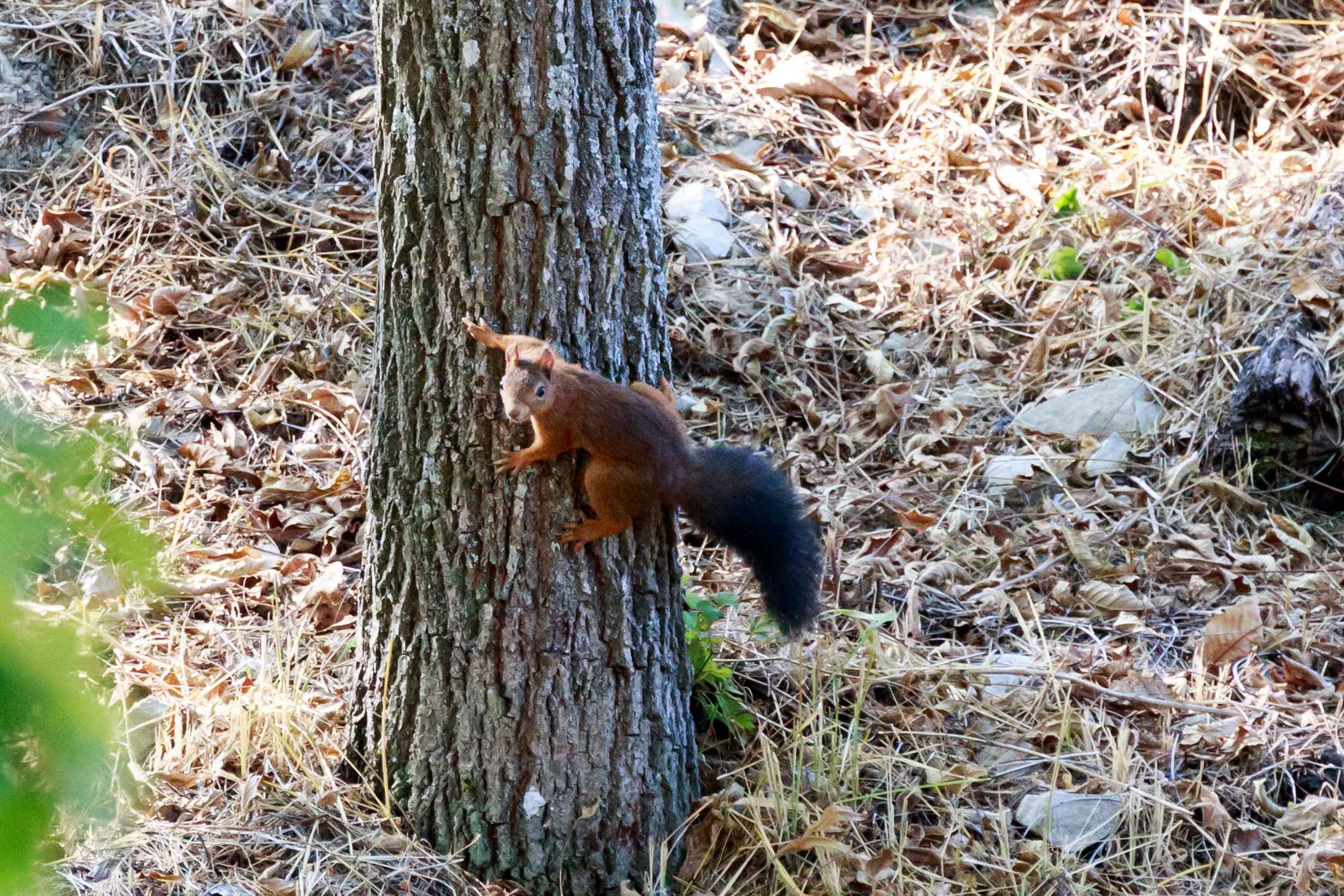 Squirrel