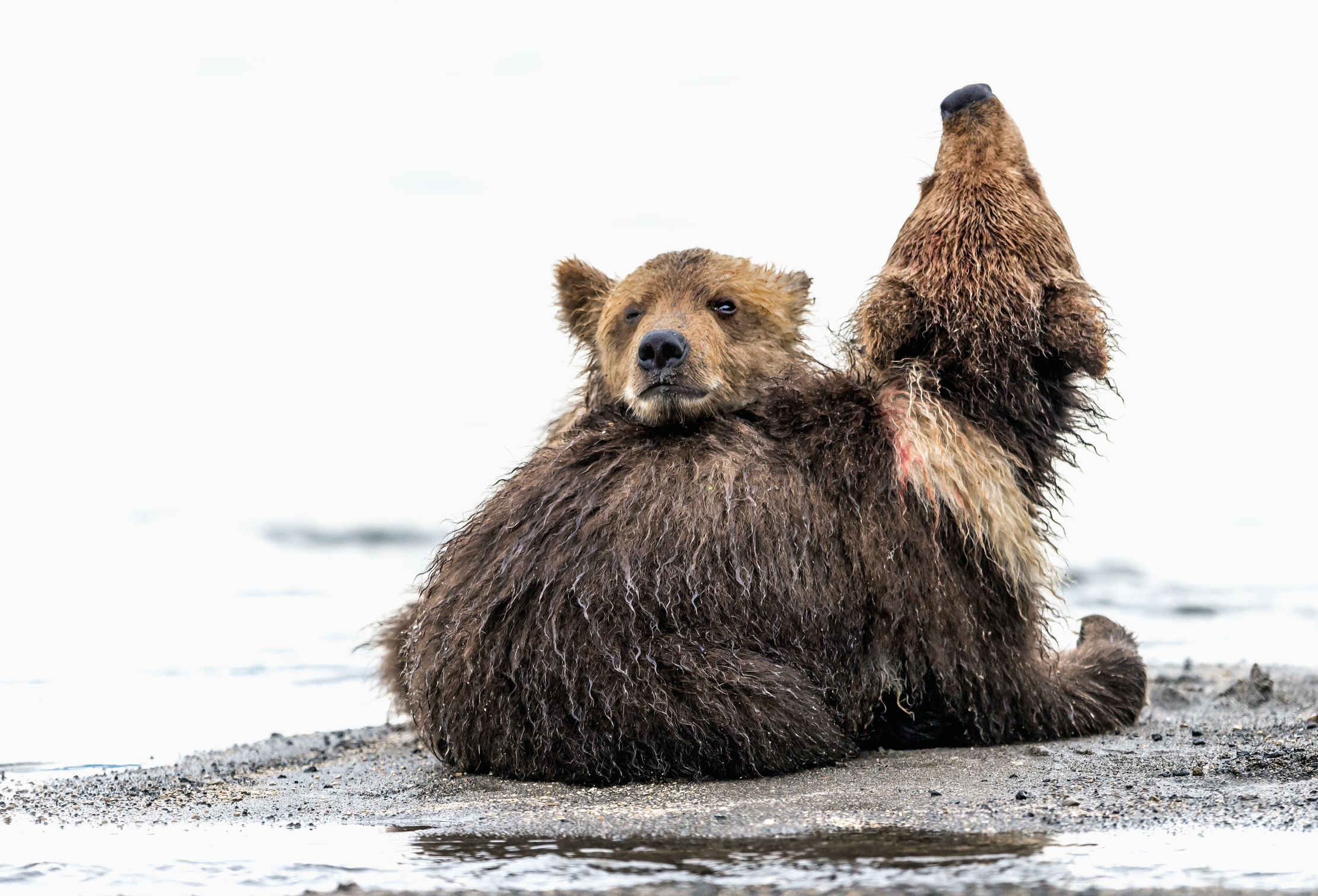 Kamchatka 2016 - Cubs