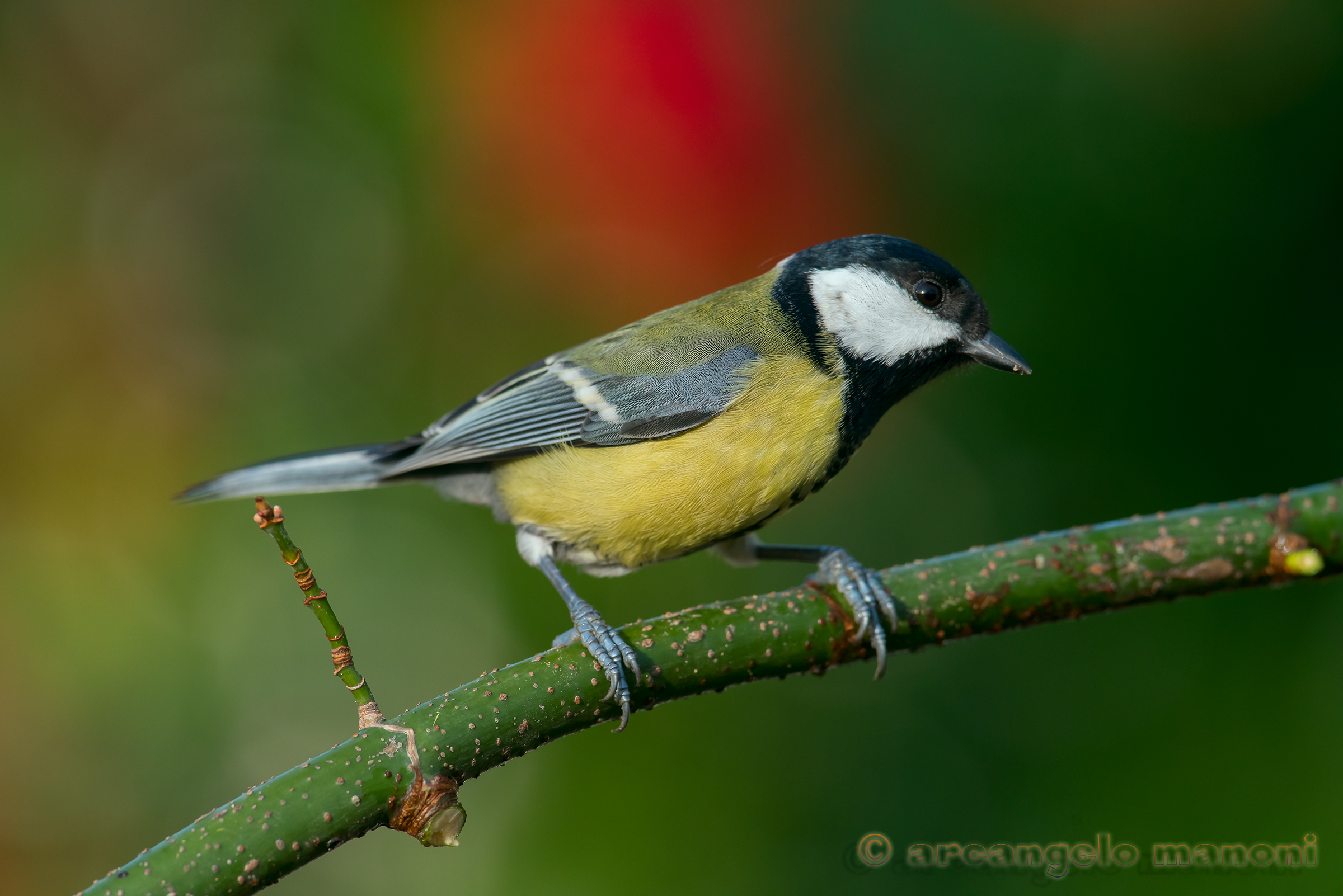 Parus major