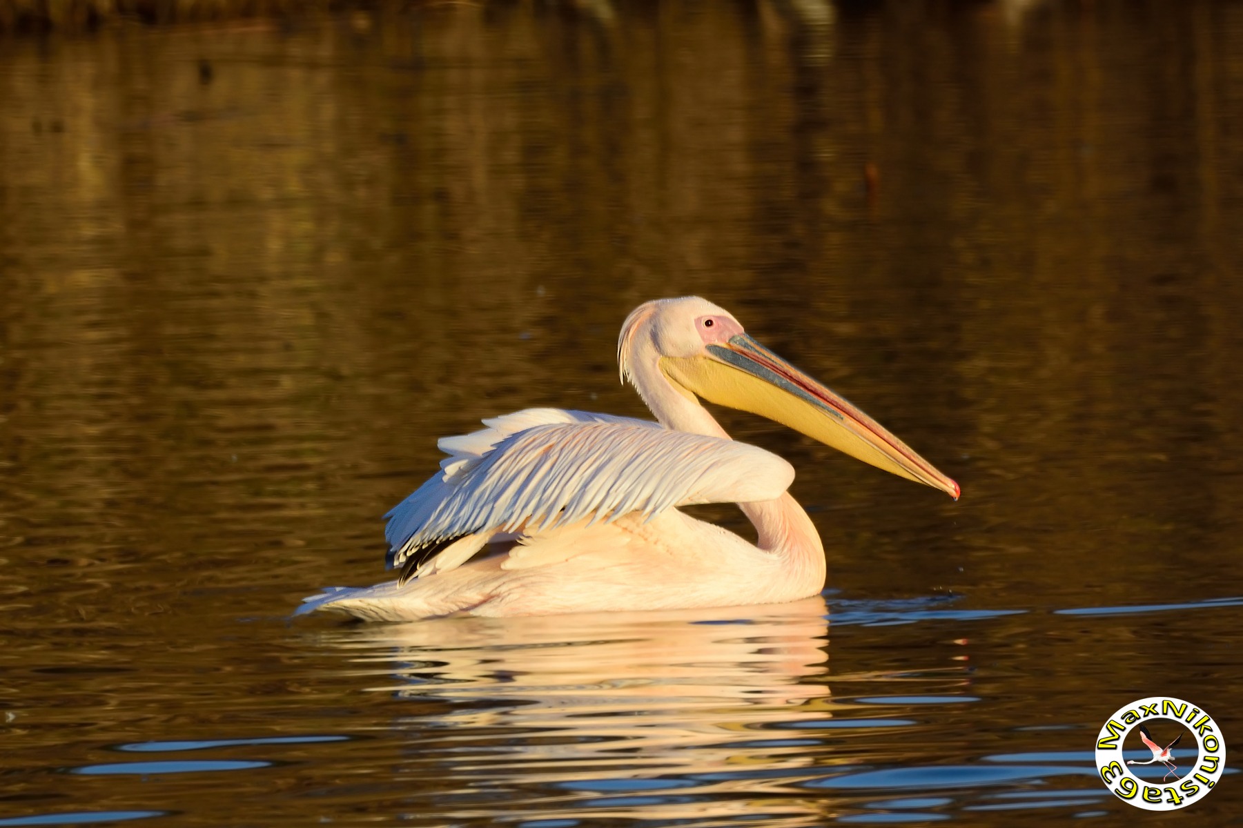 Pelican Cagliari