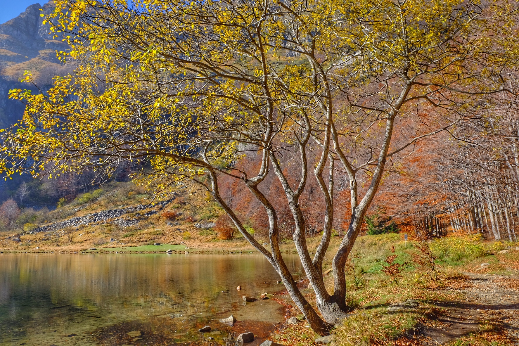 lake Autumn Landscape