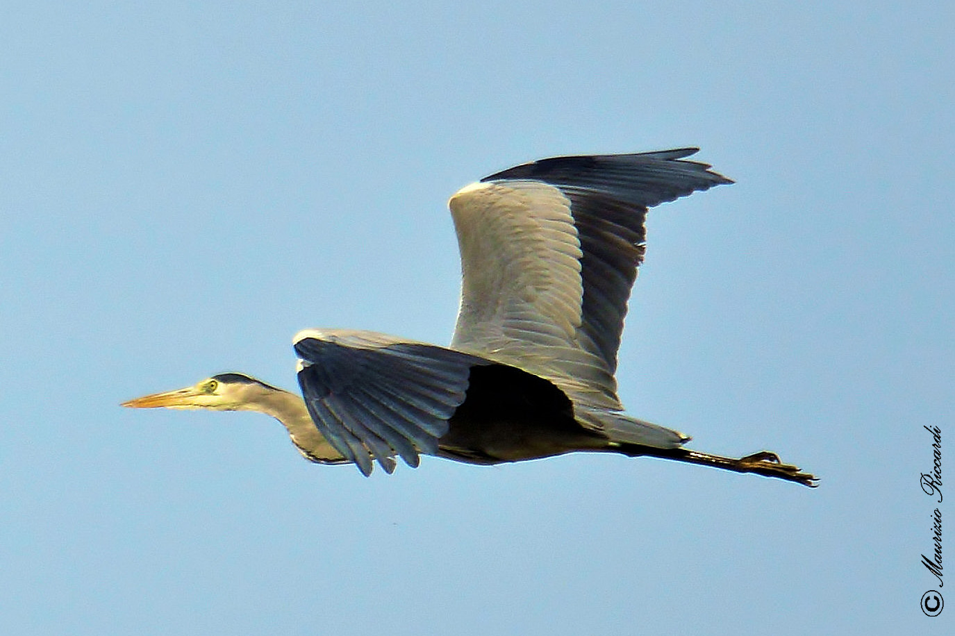 Grey Heron