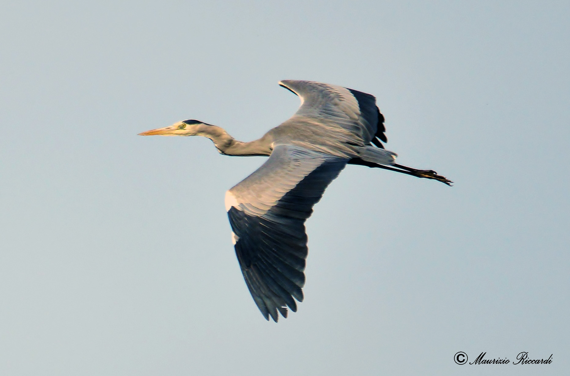 Grey Heron