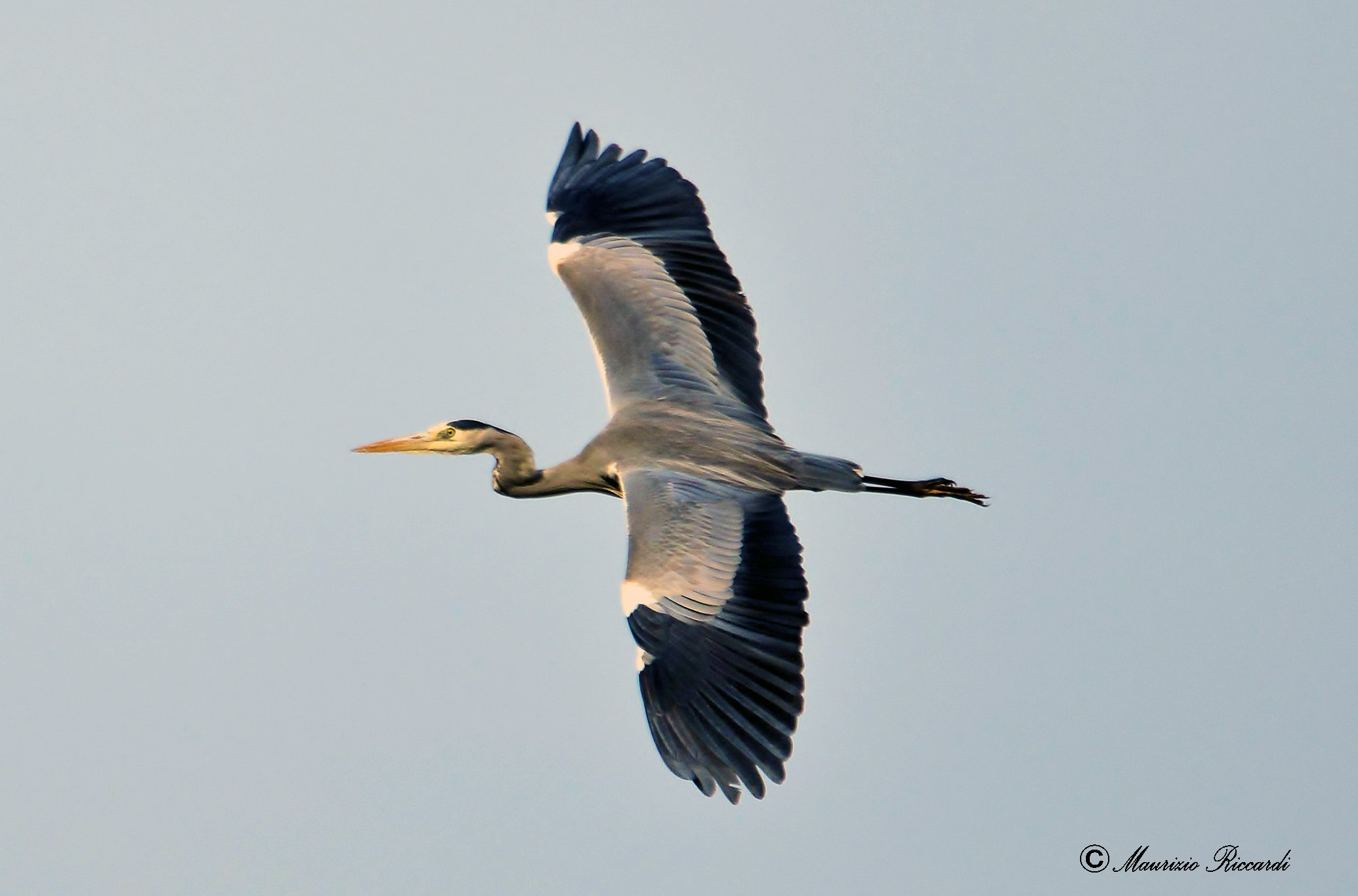 Grey Heron