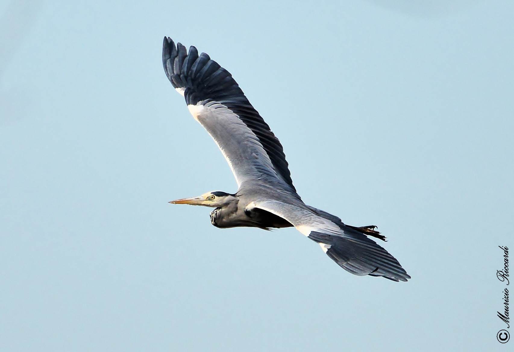 Grey Heron