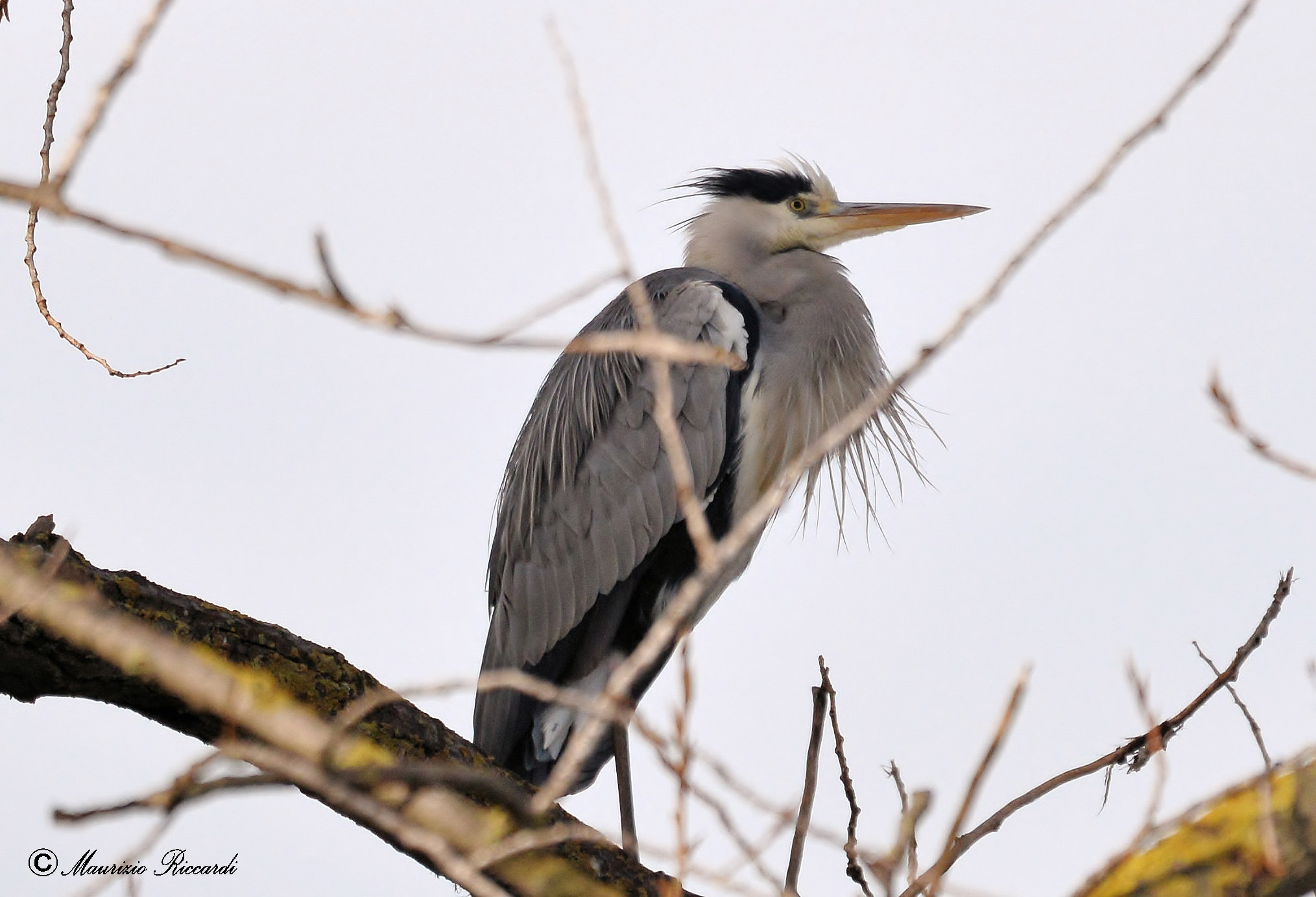 Grey Heron