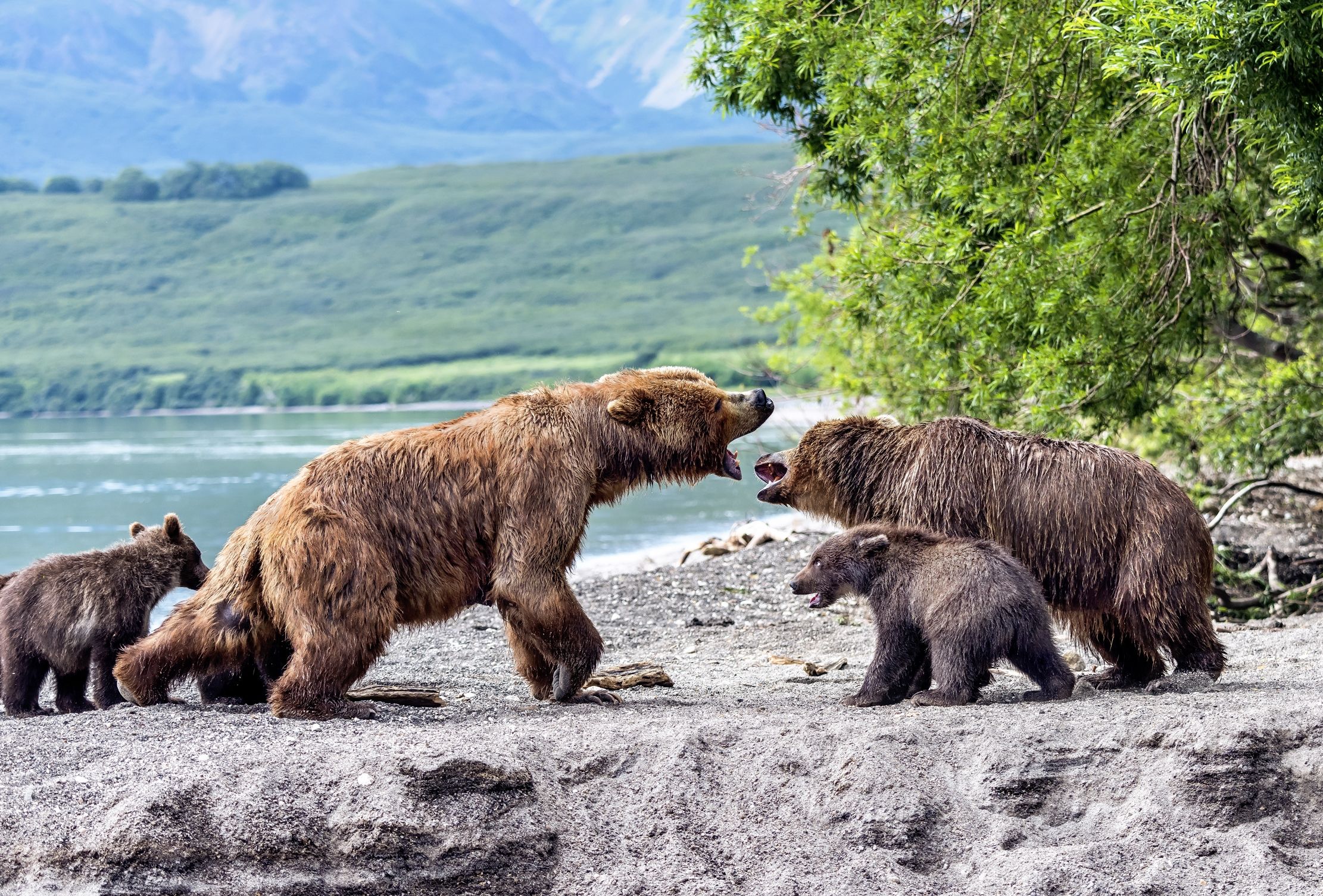 Kamchatka 2016 - Confronti