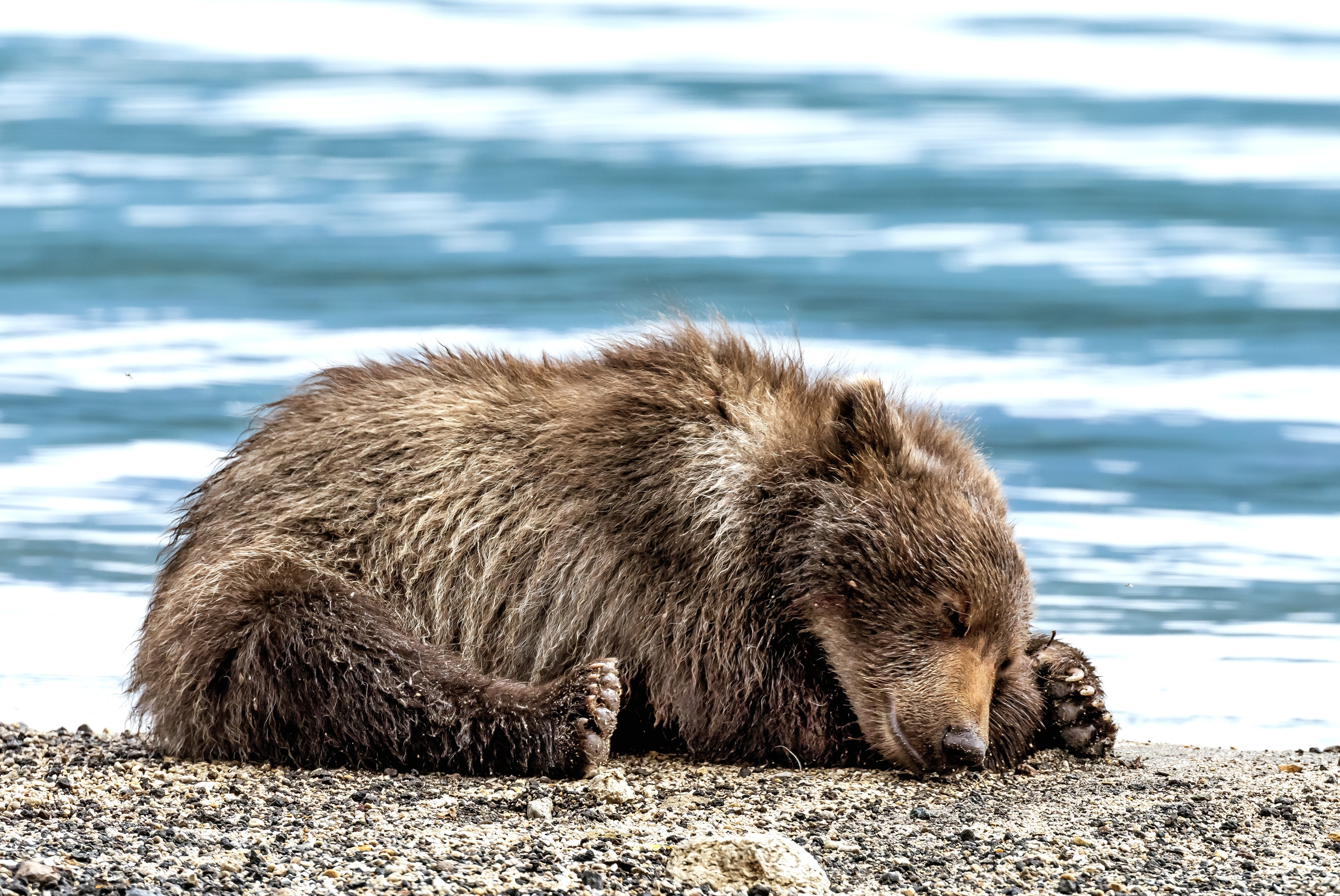 Kamchatka 2016 - Sonnellino