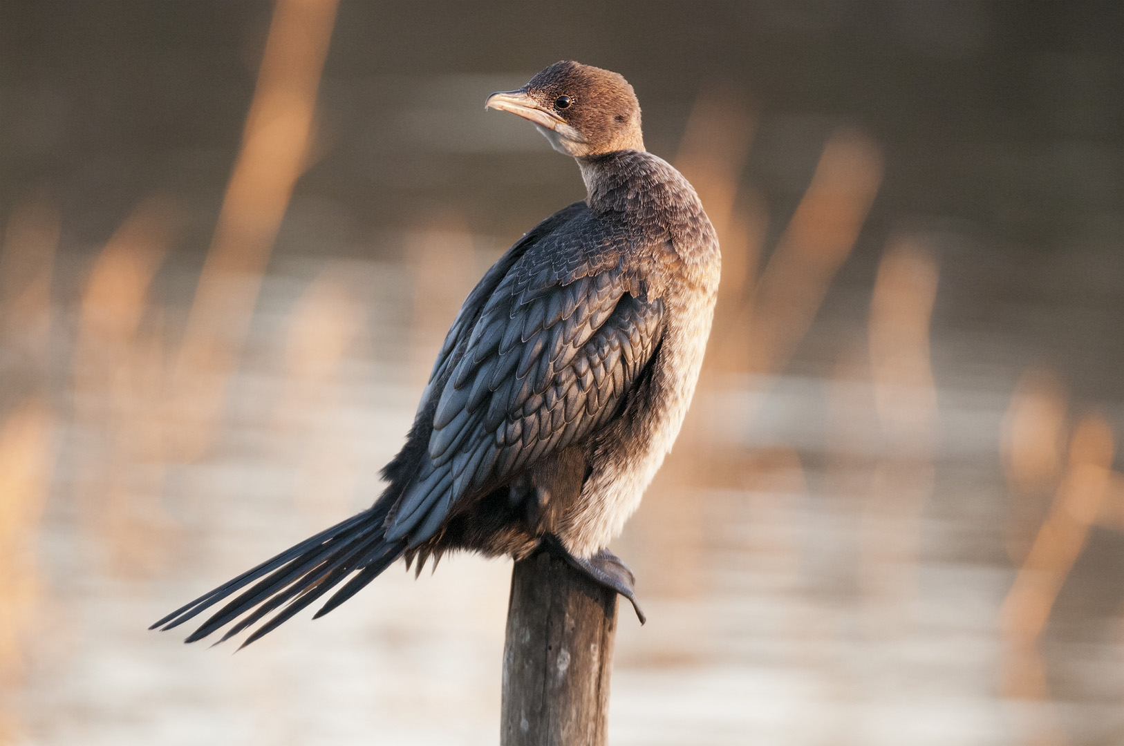 pygmy cormorant