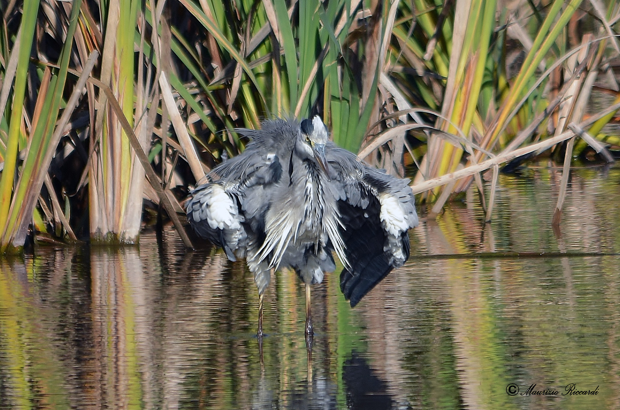 Grey Heron