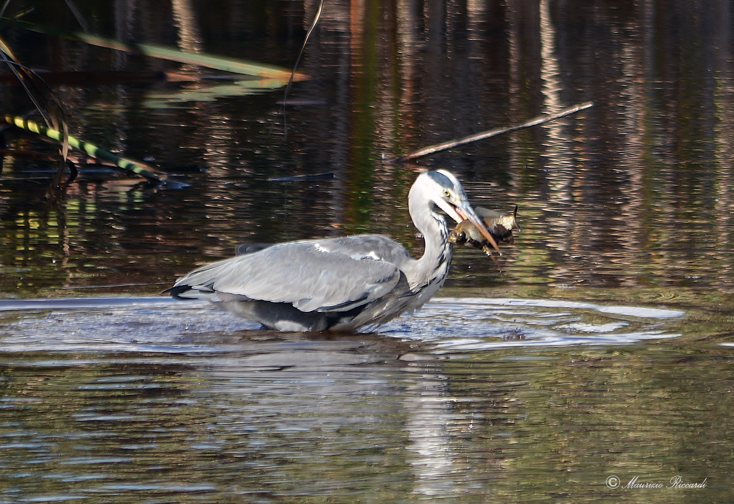 Grey Heron