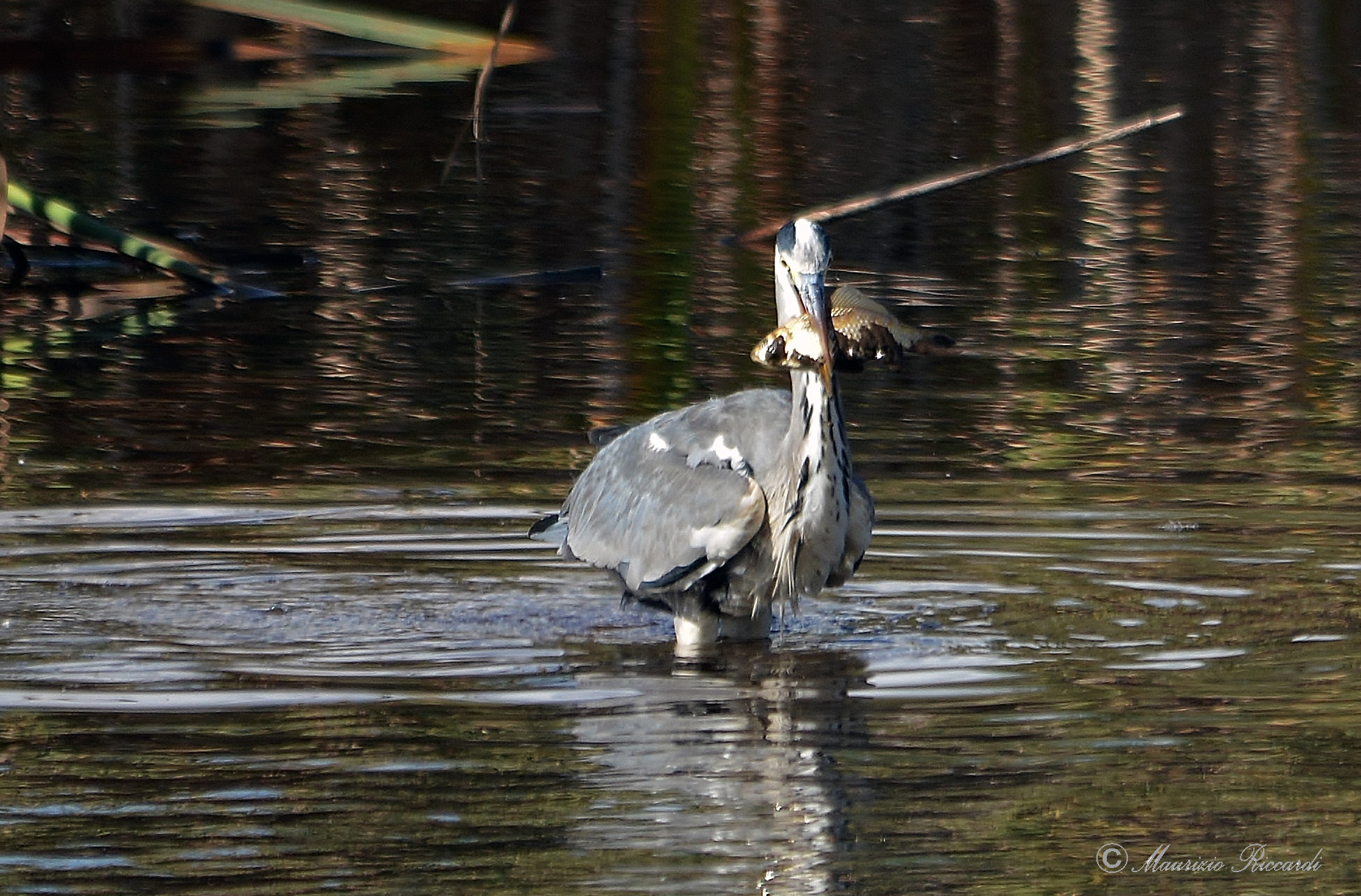 Grey Heron