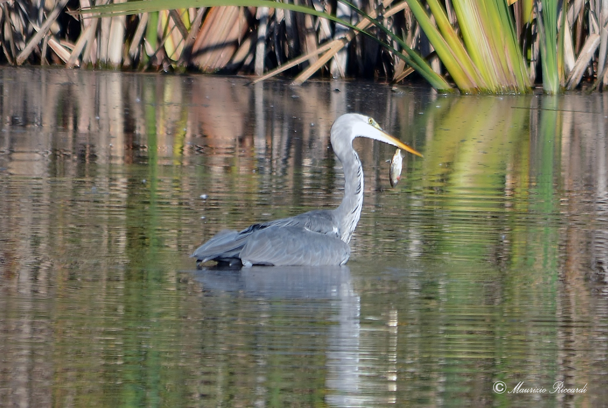 Grey Heron