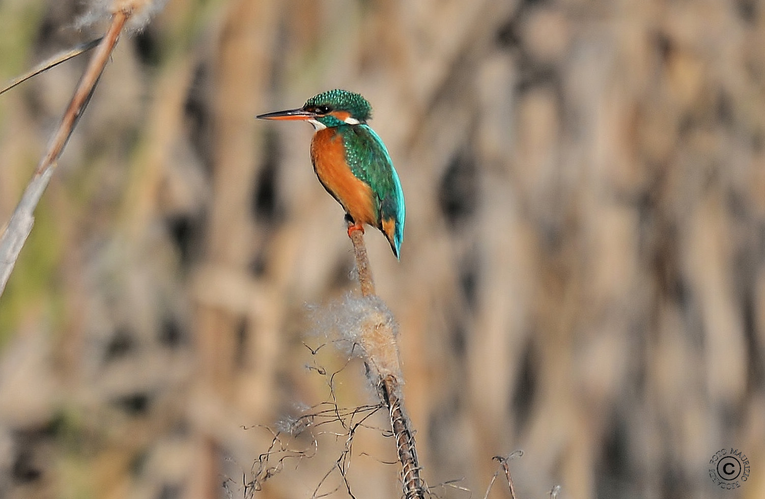 Kingfisher