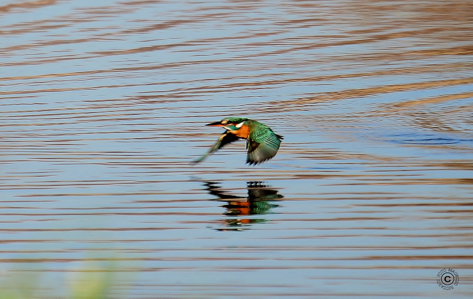 Kingfisher