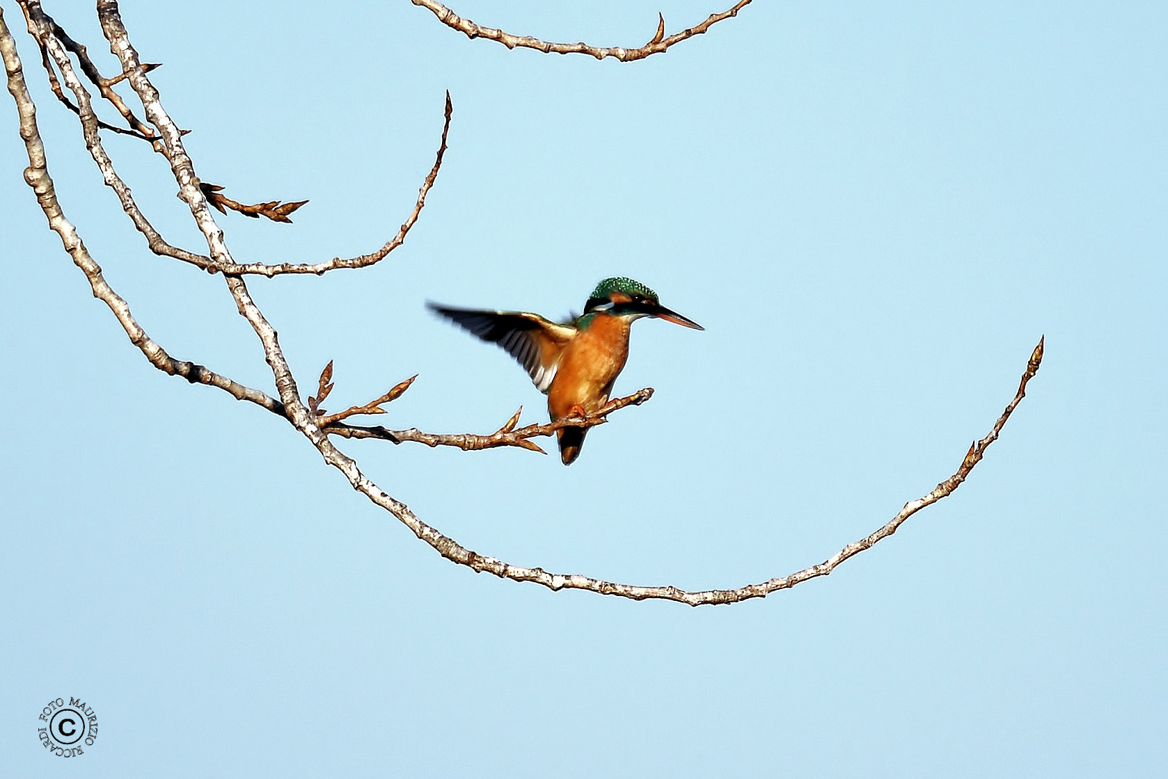 Kingfisher