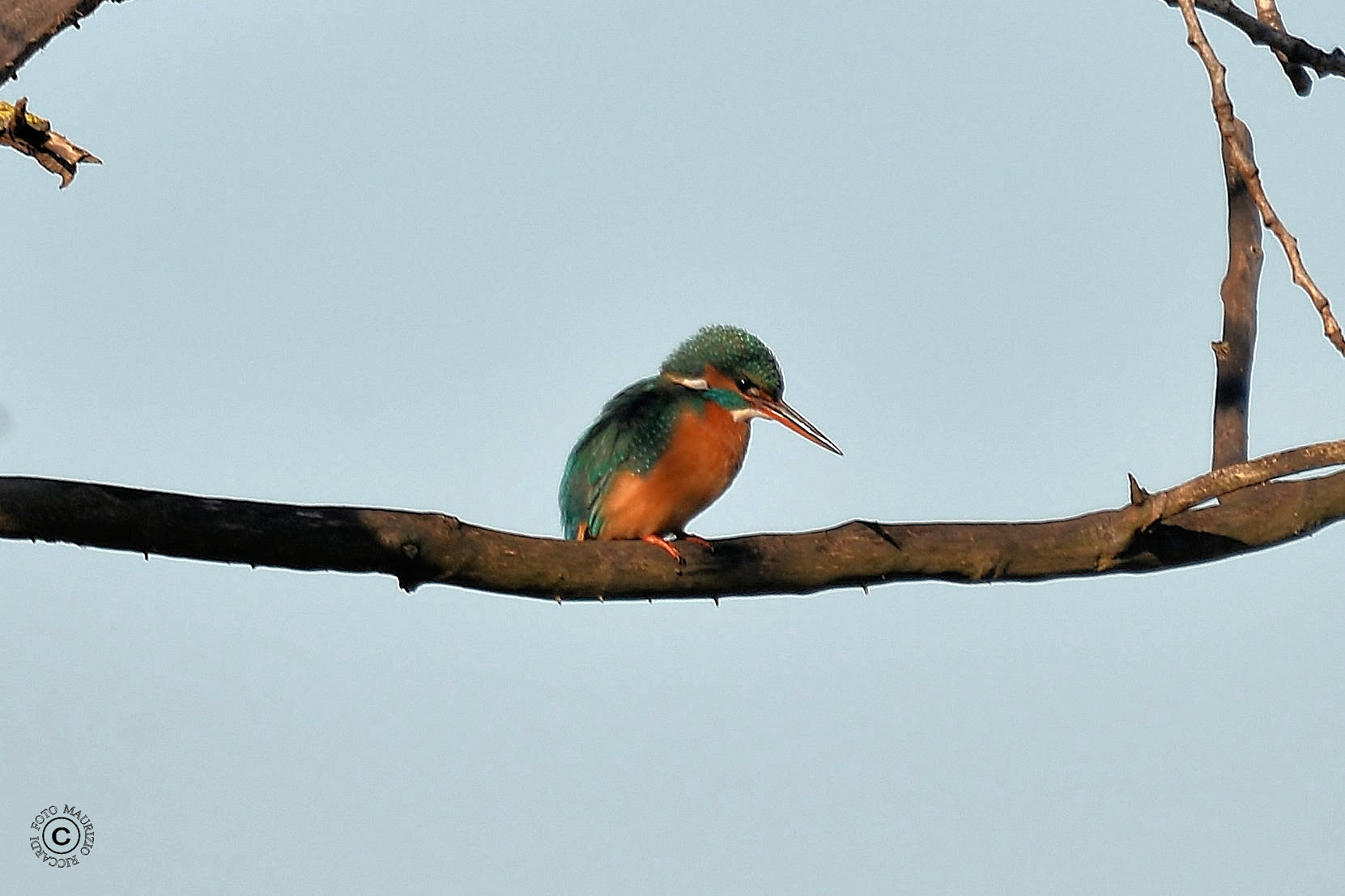 Kingfisher