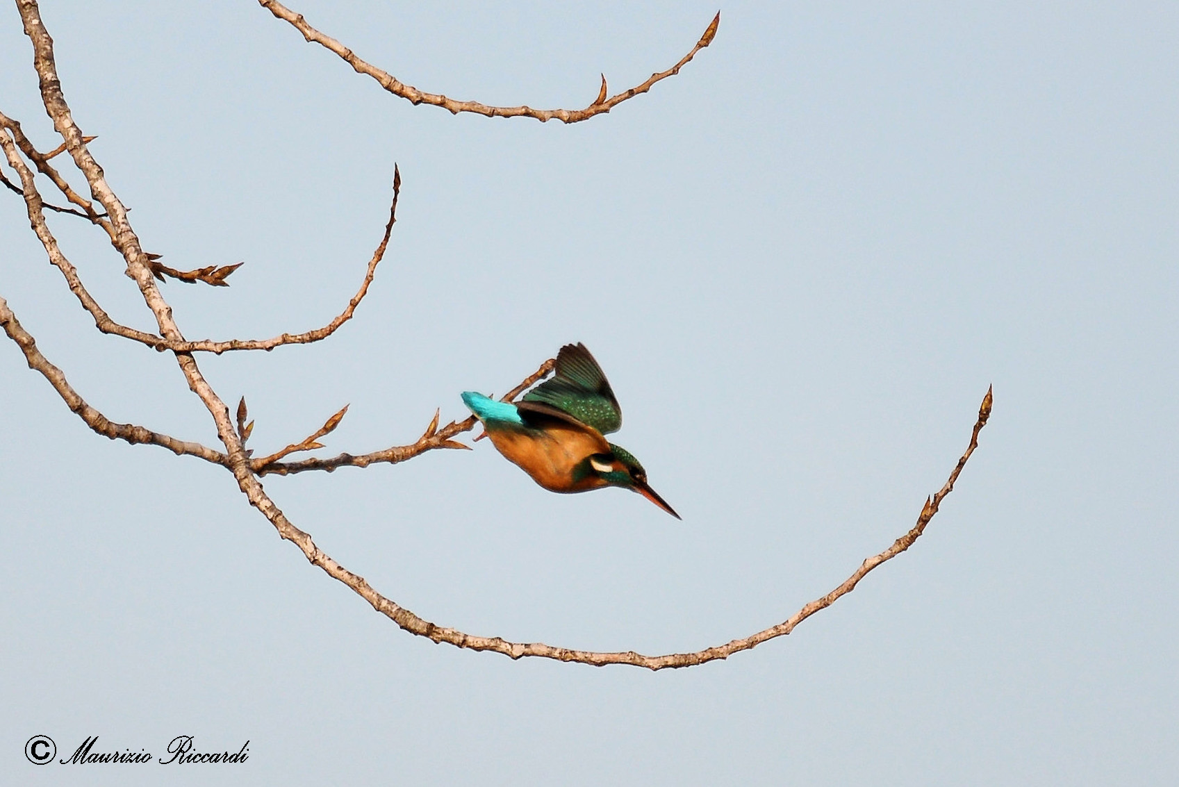 Kingfisher