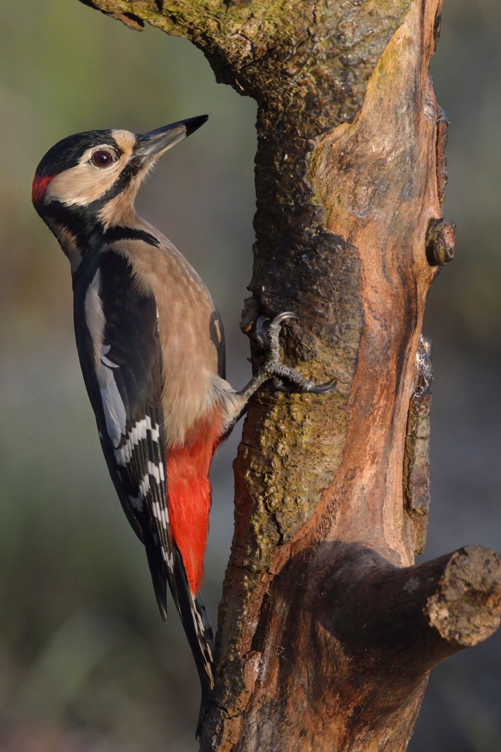 male woodpecker