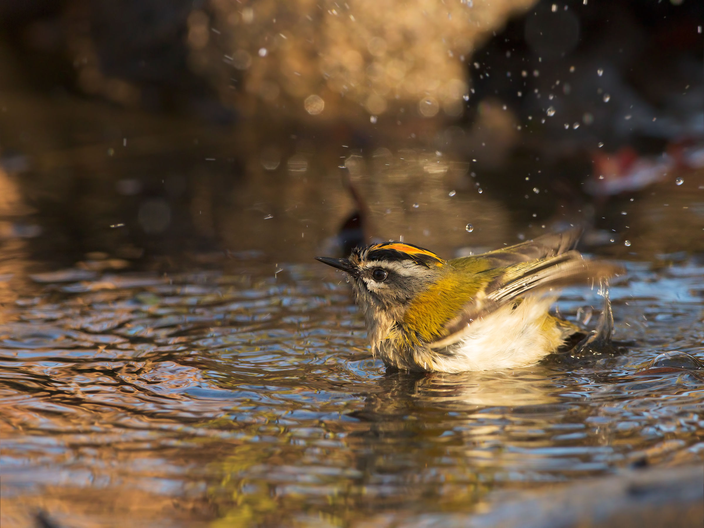 firecrest wash