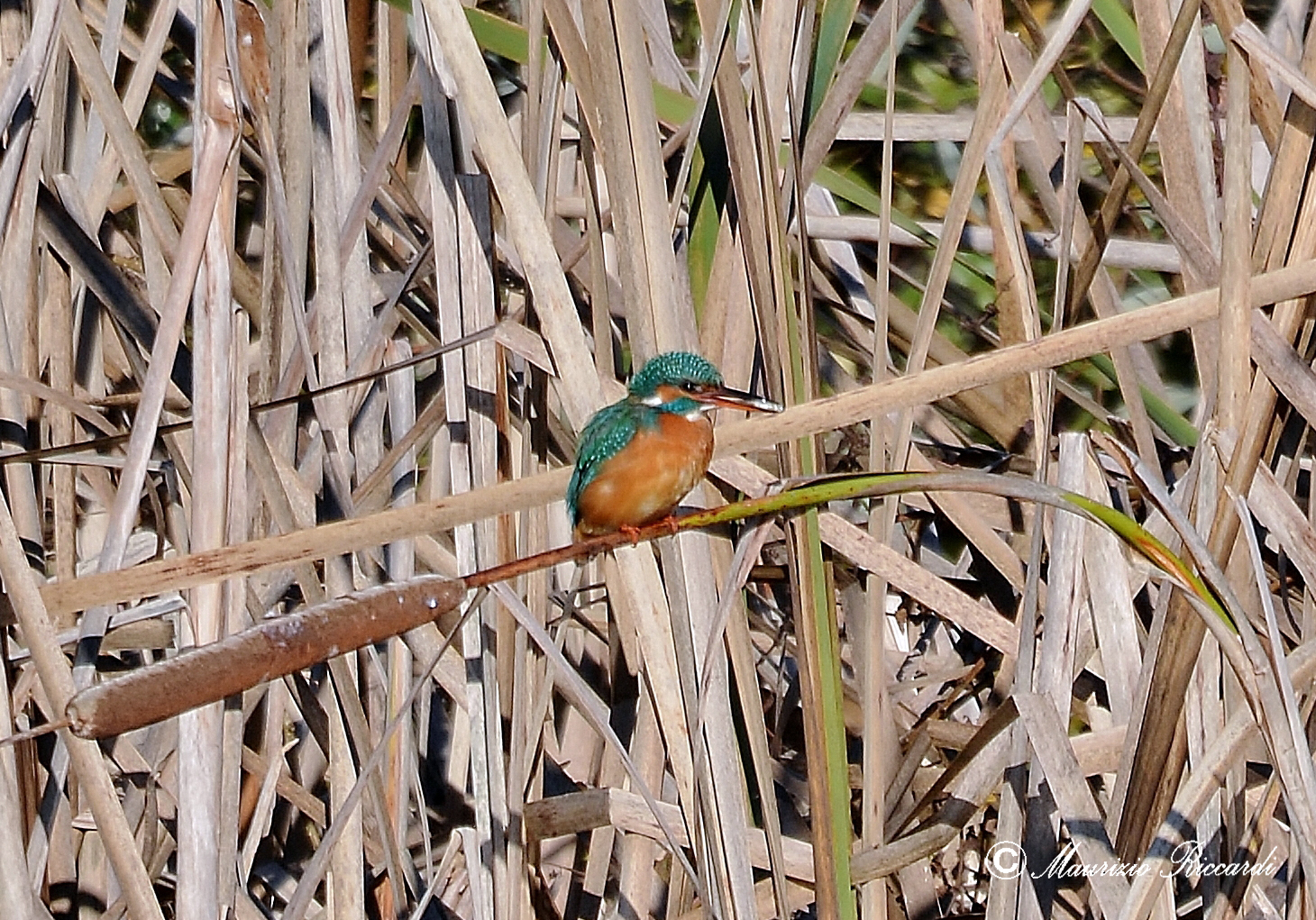 Kingfisher
