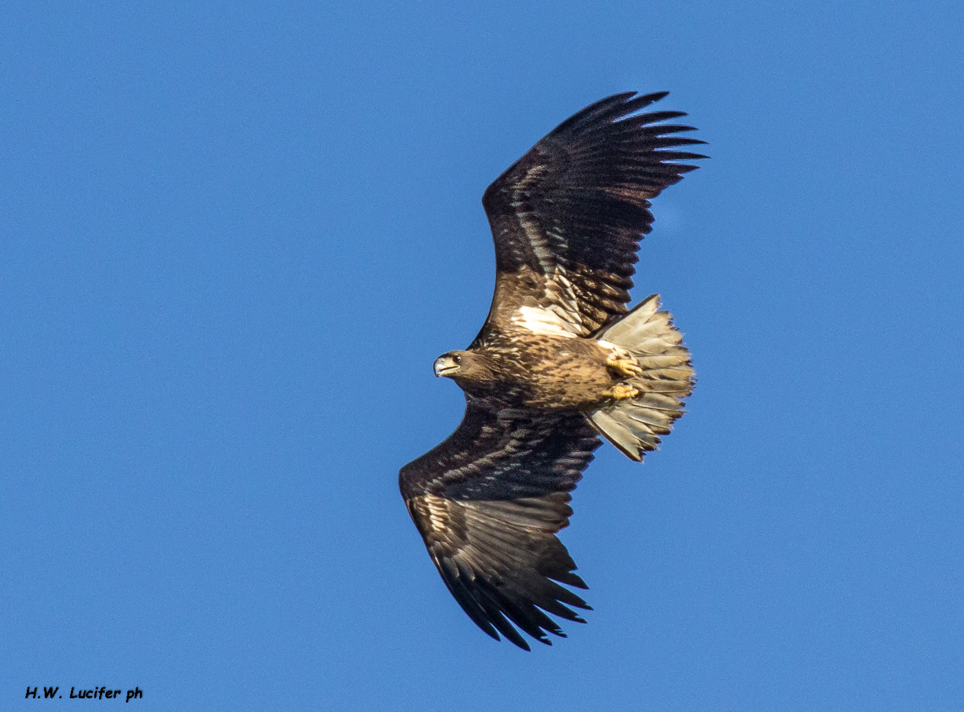 Sea eagle, juv?