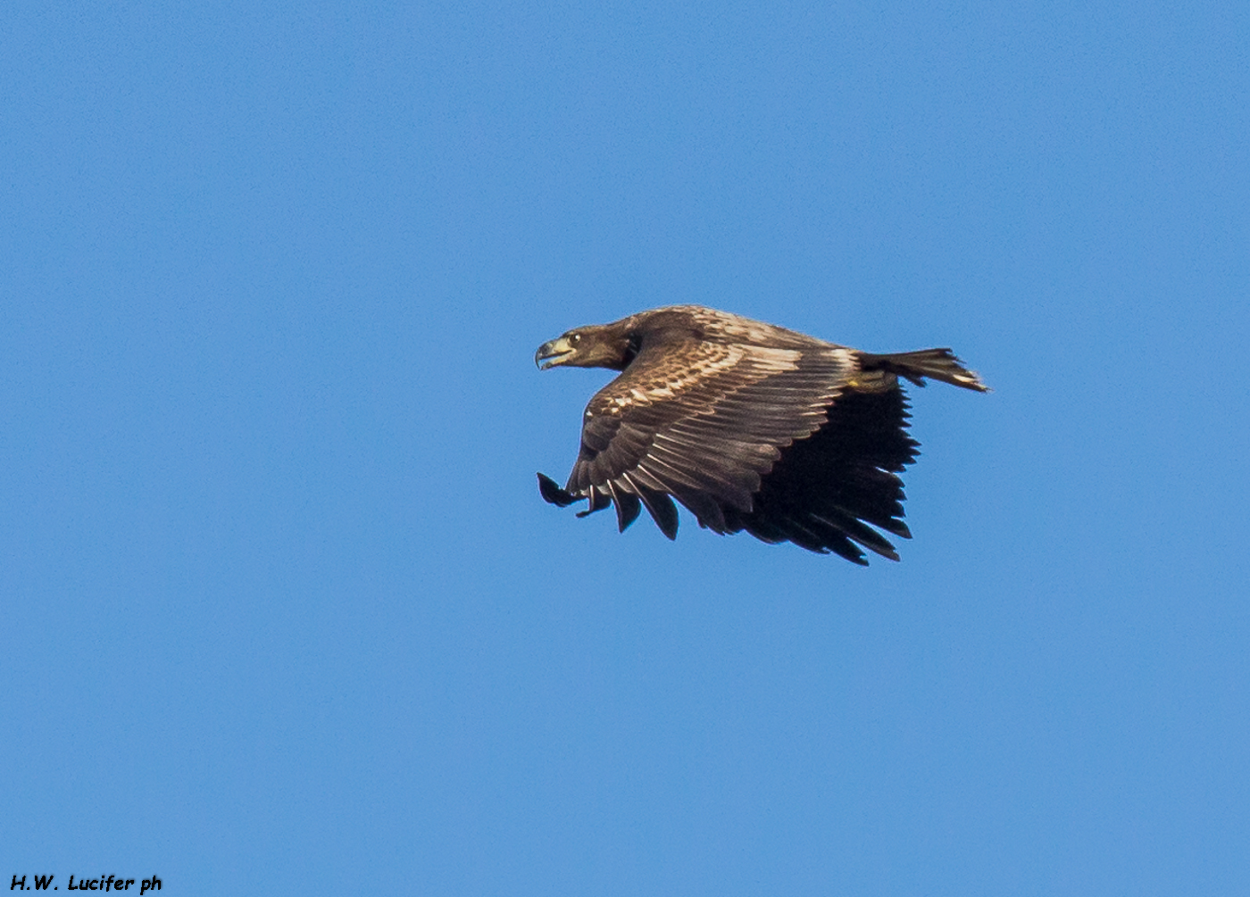 Sea eagle, juv?