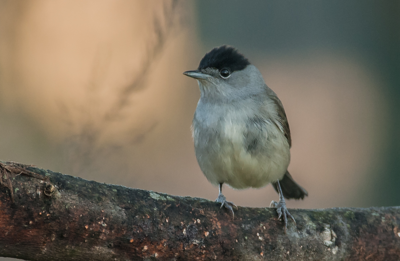 blackcap