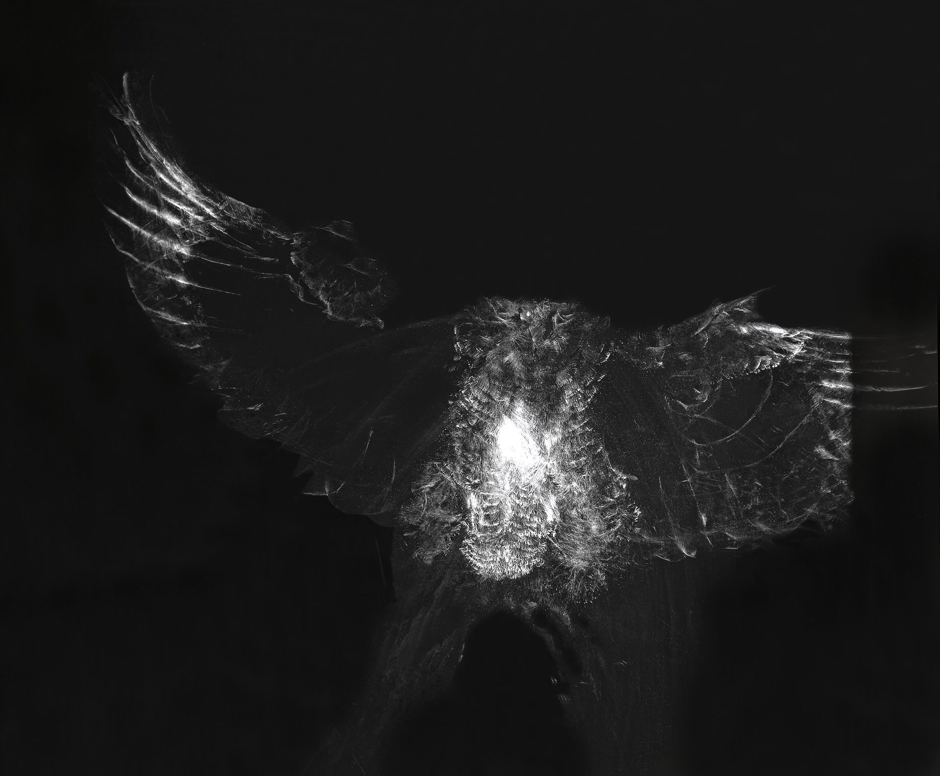 profile on the glass of the owl