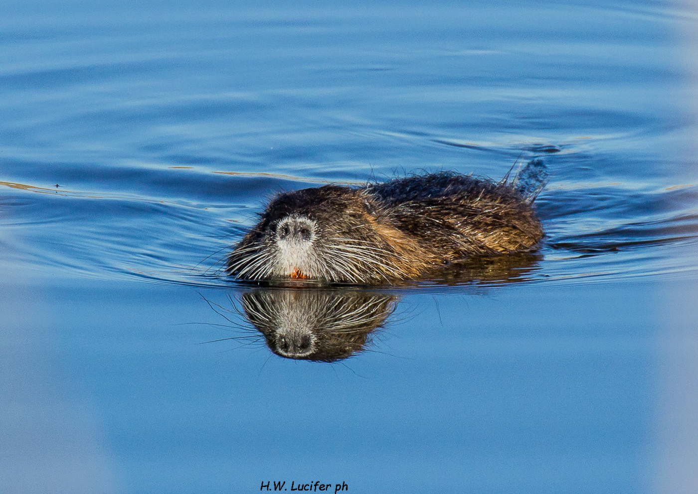 Nutria in avvicinamento