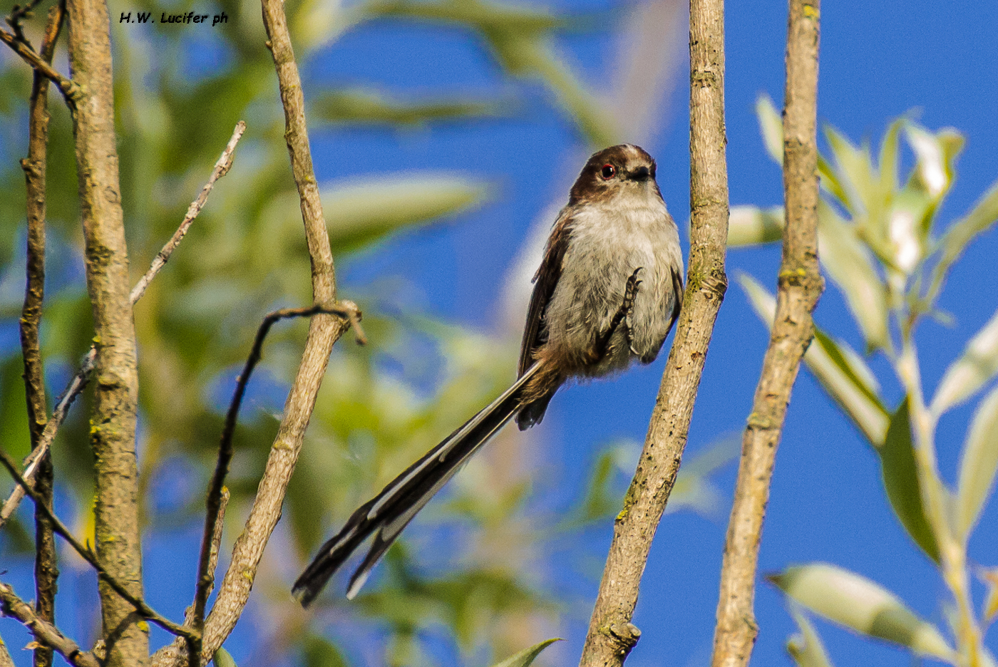 The landing of the long-tailed tit