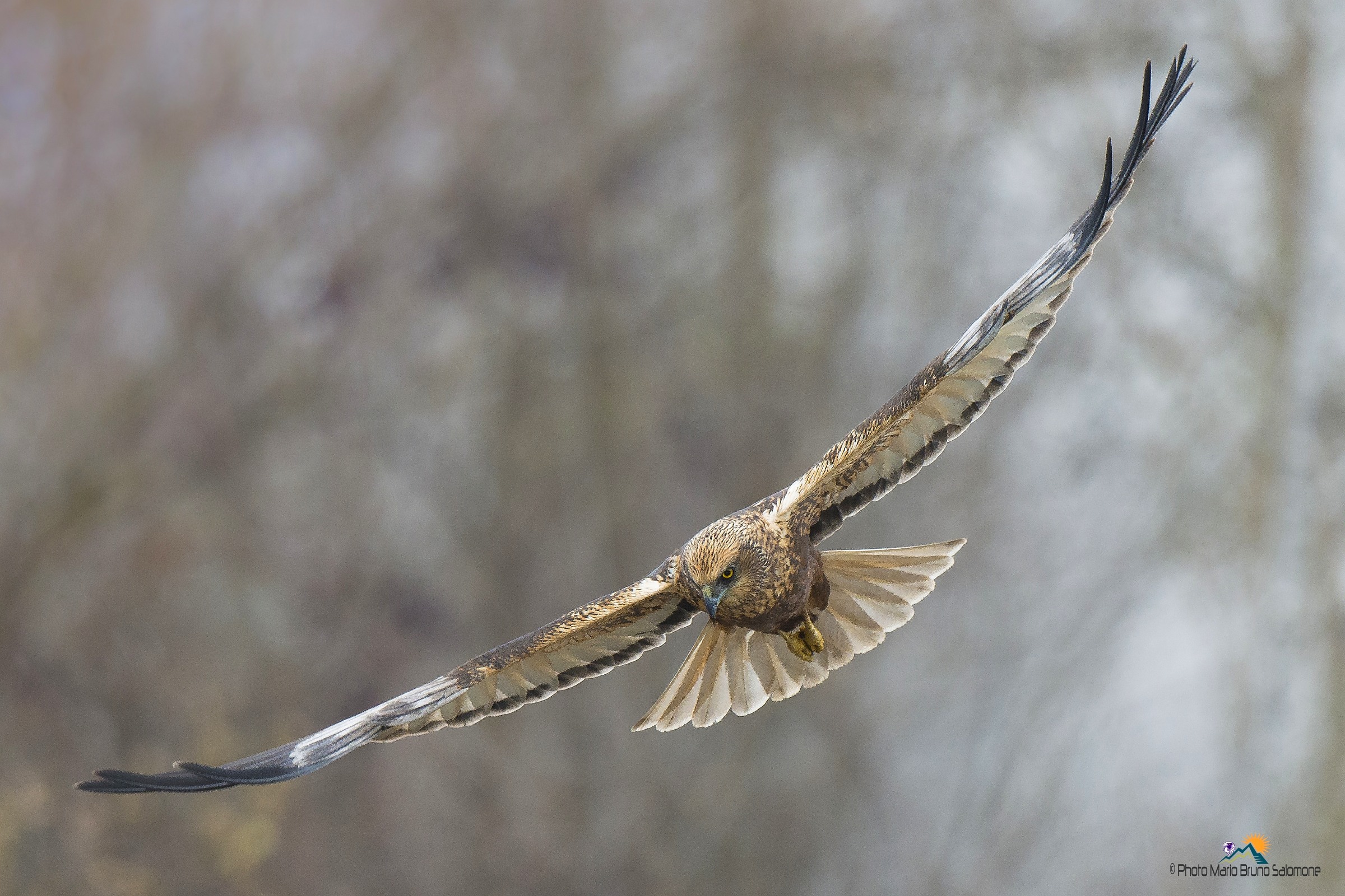 Marsh harrier