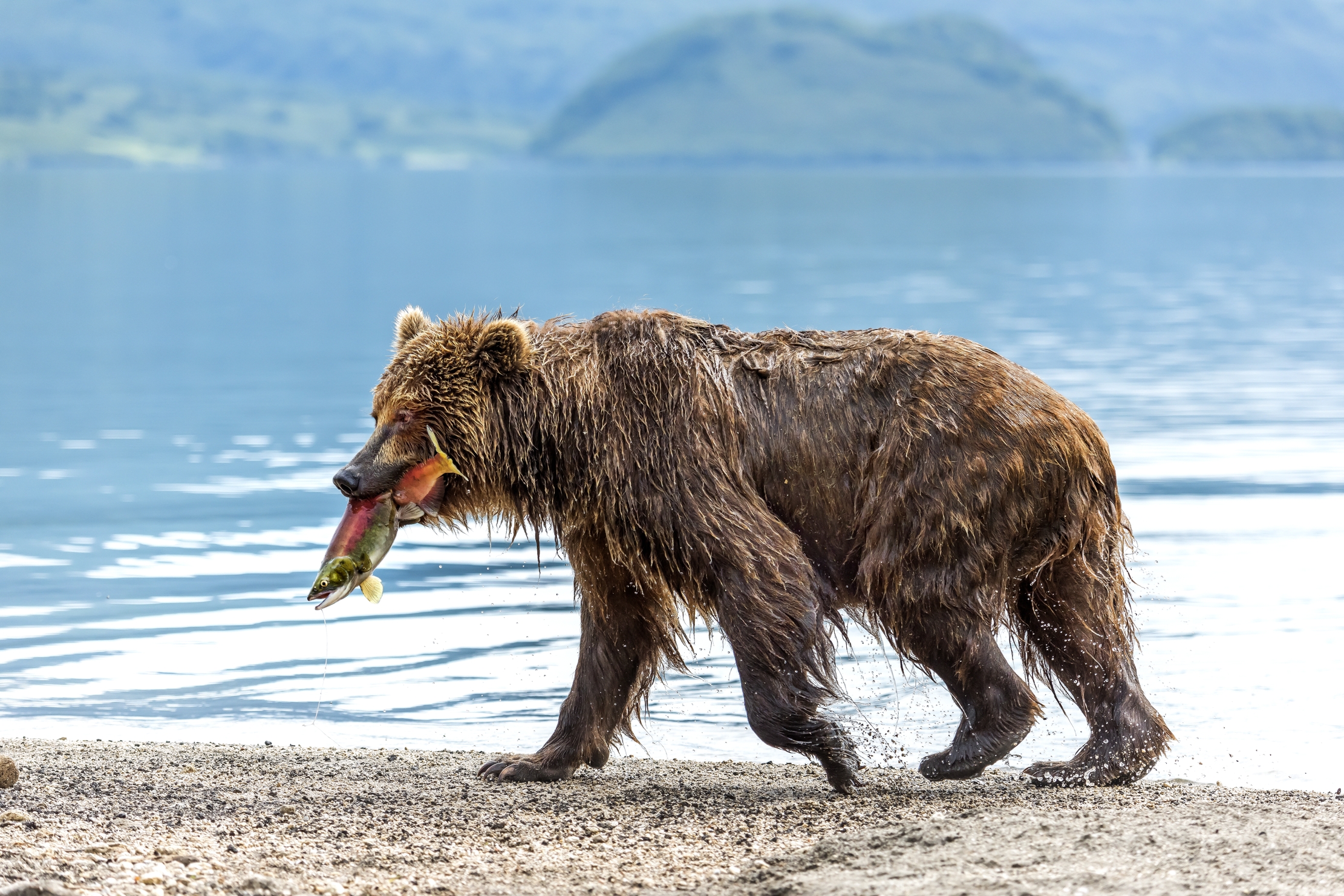 Kamchatka 2016 - A spasso