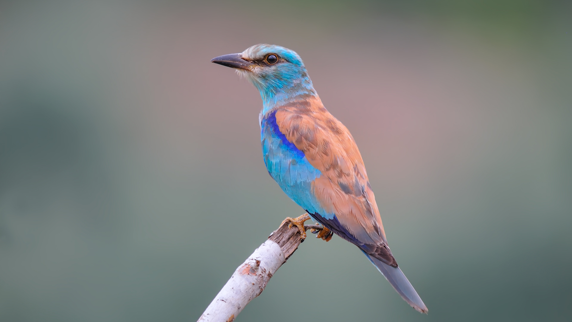 European Goldfinch / Carduelis carduelis