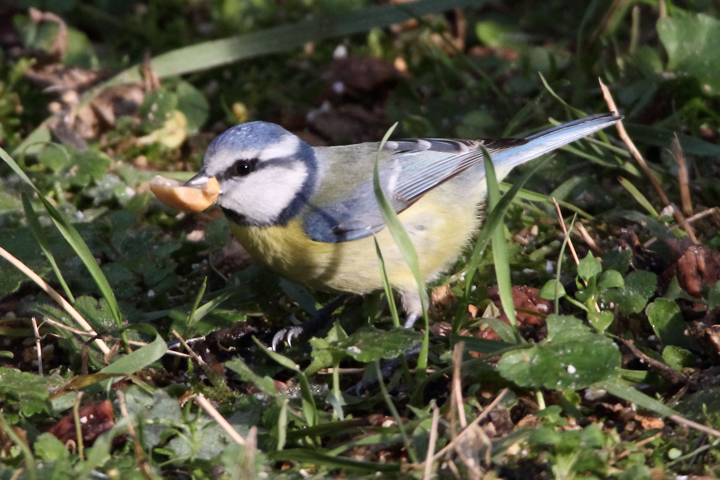 The blue tit with peanut