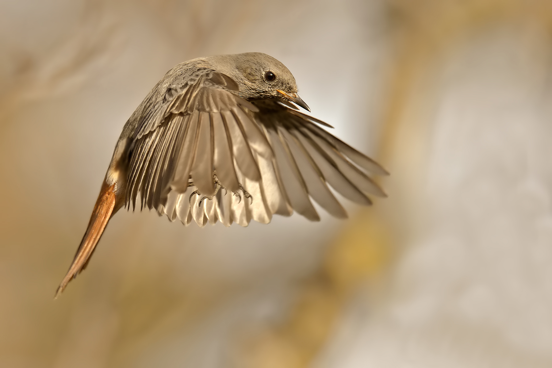 Chimney sweep coming