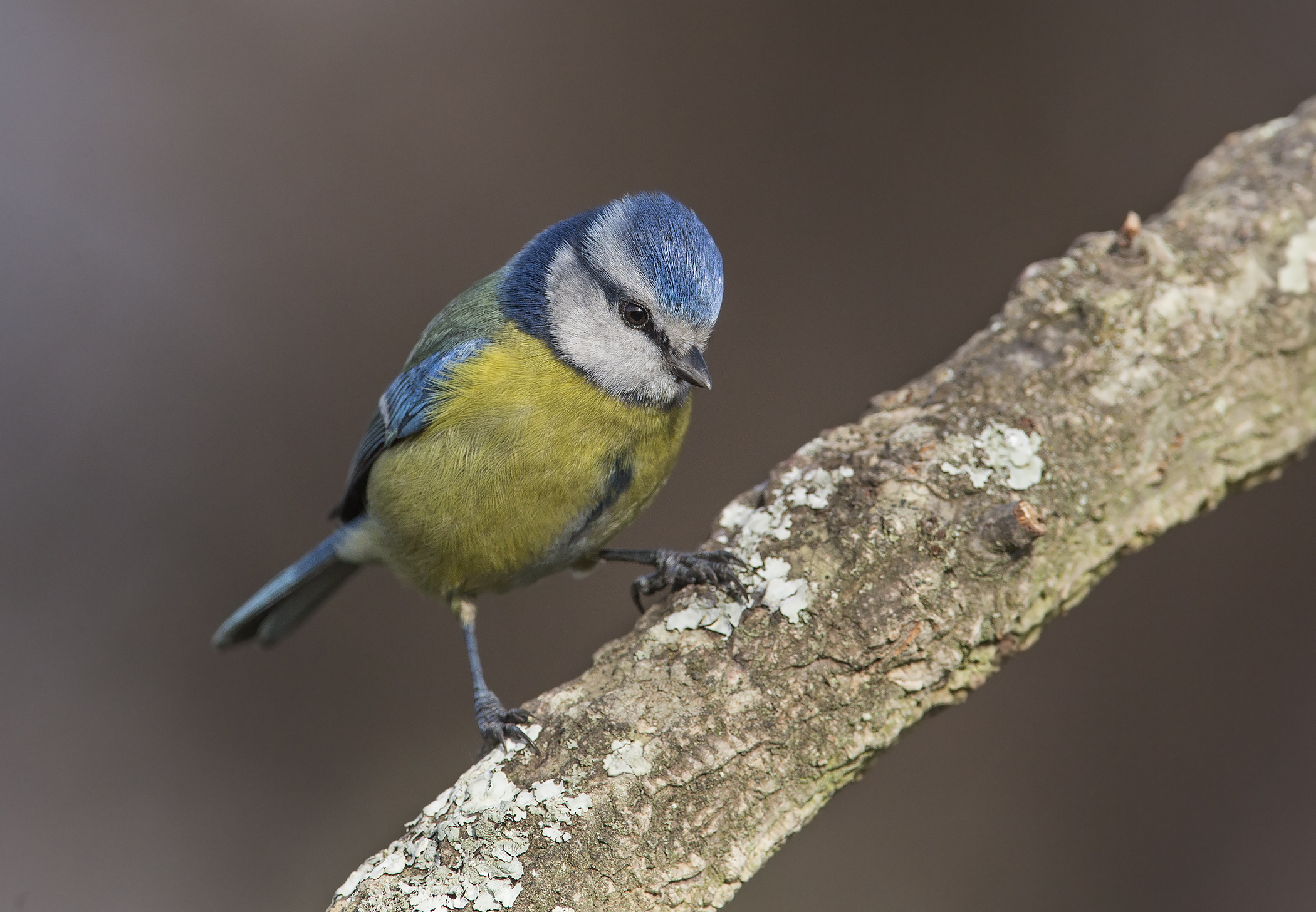 cinciarella (parus caeruleus)