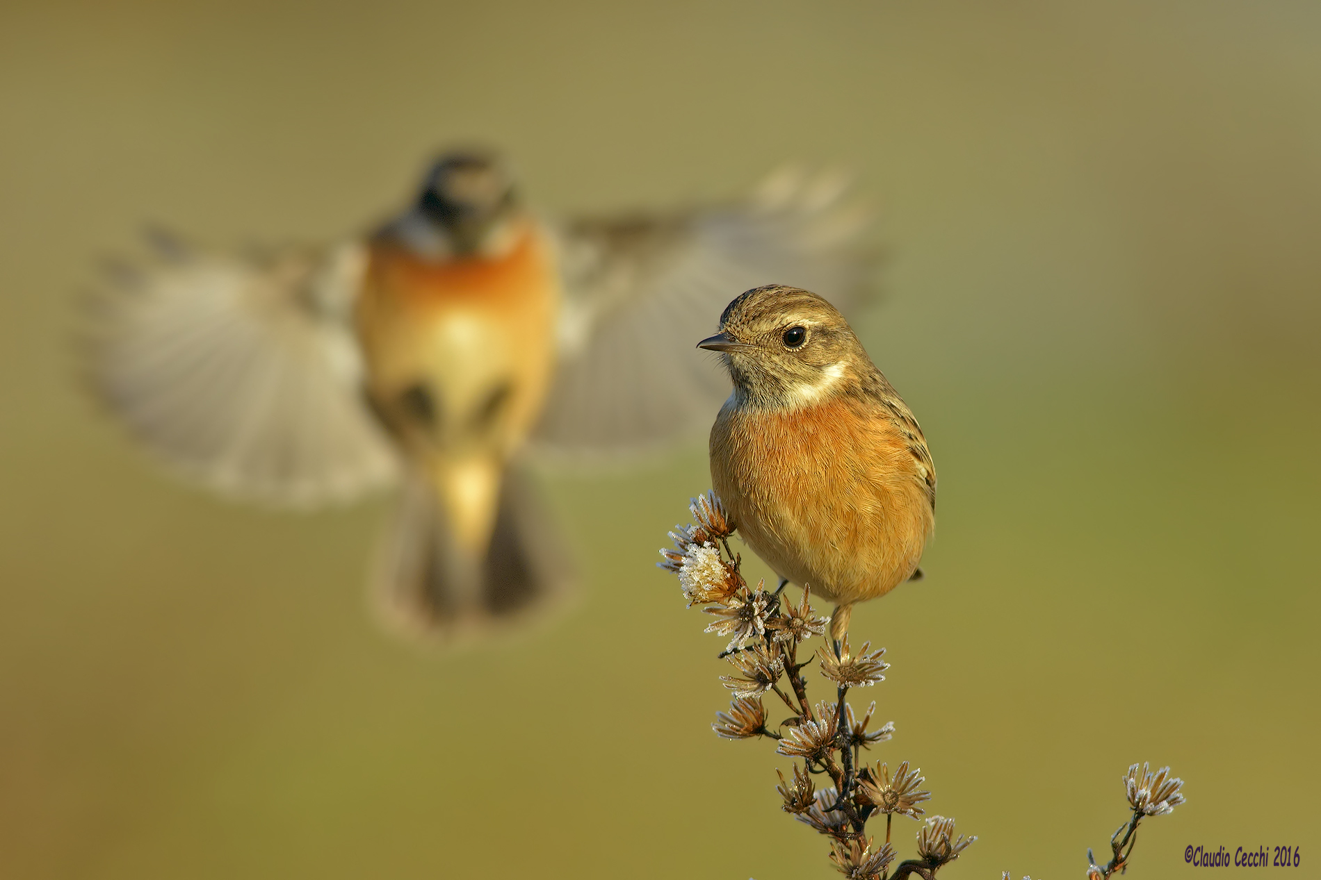 Arrival ..... Saltimpalo