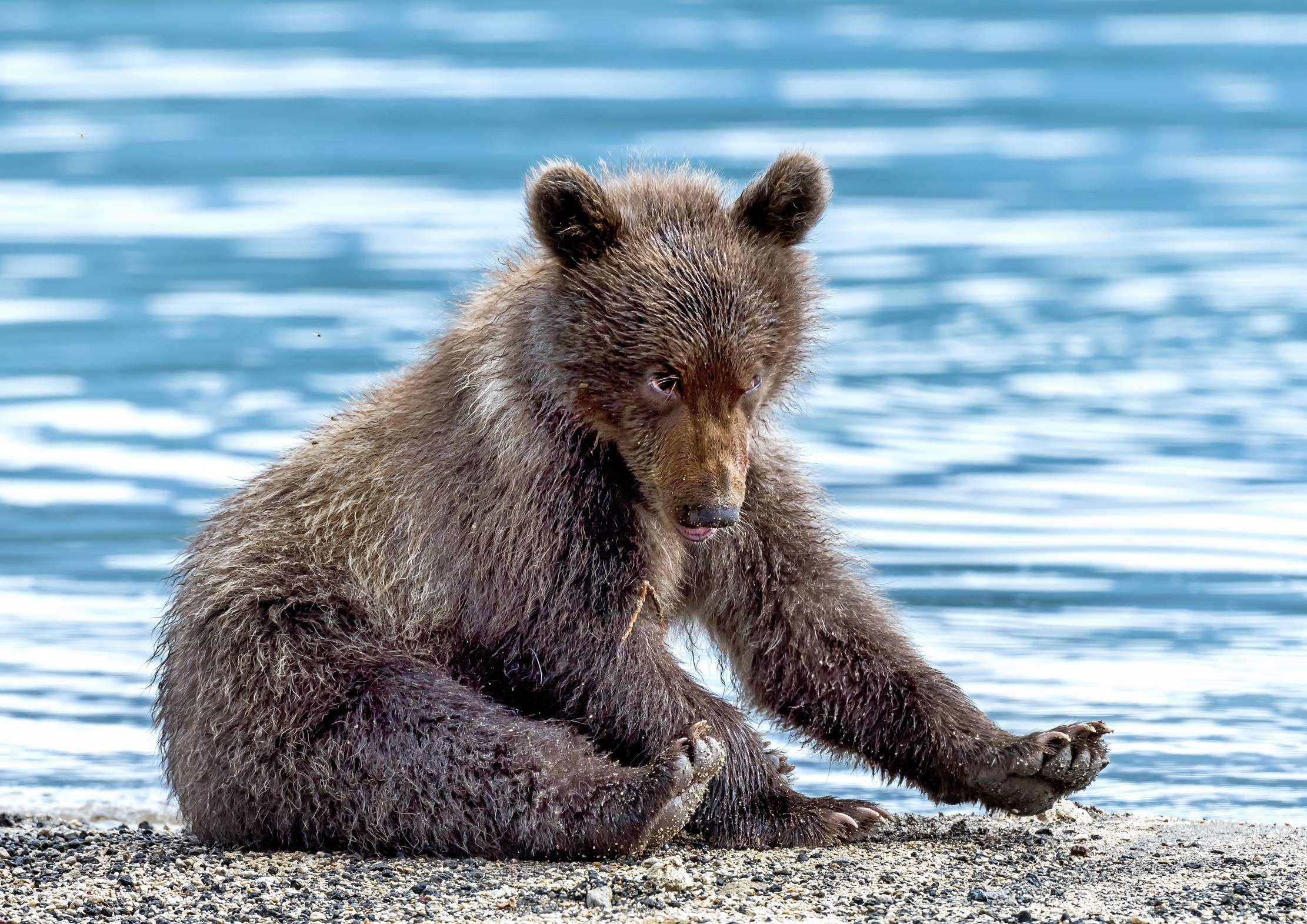 Kamchatka 2016 - Cub