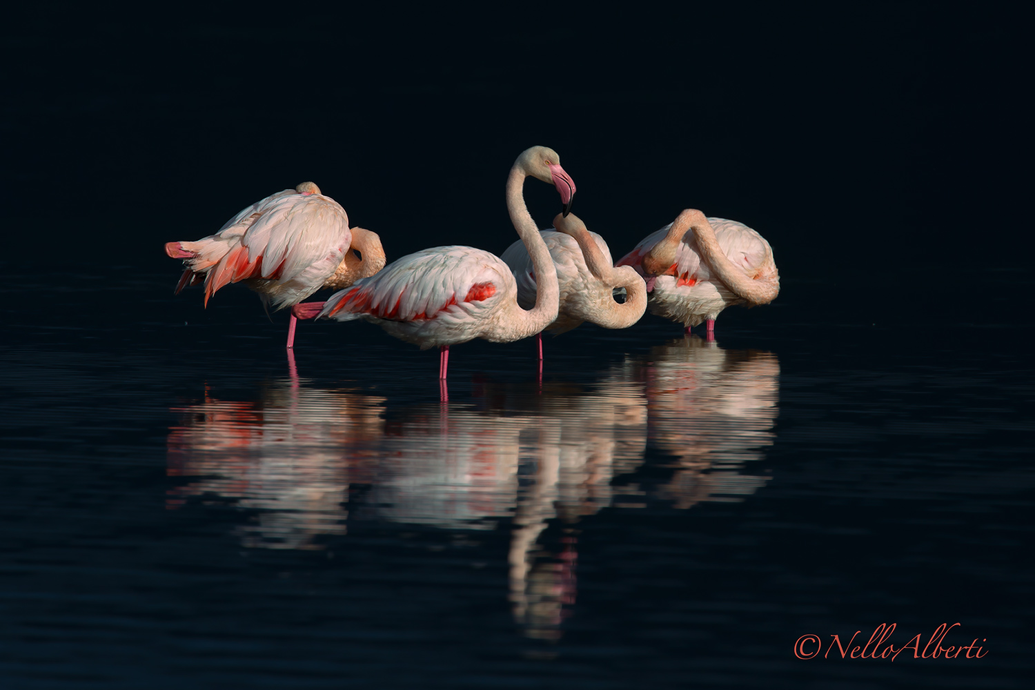Orbetello 2016 flamingos