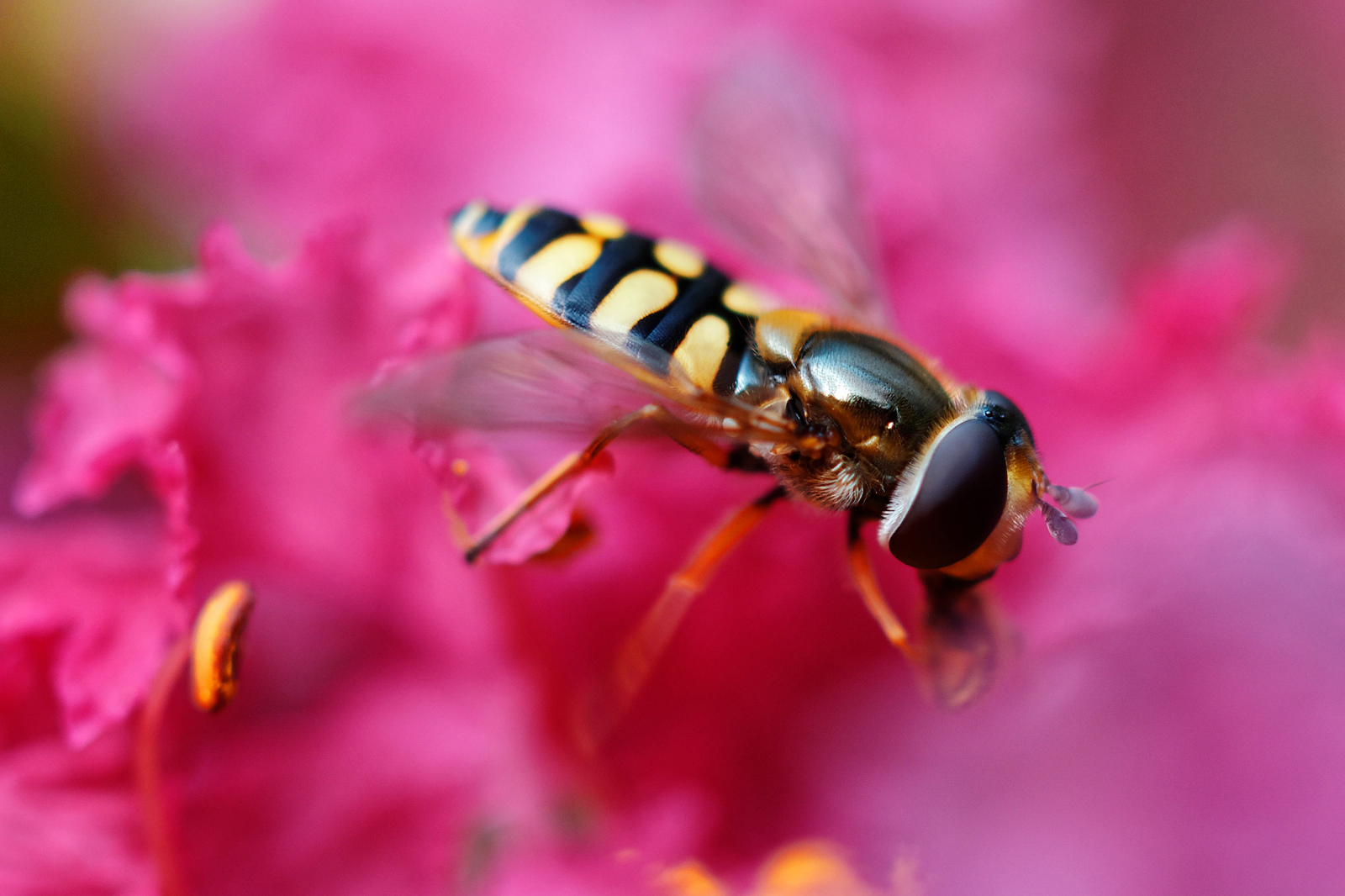 Syrphus ribesii su fiore di Gestroemia