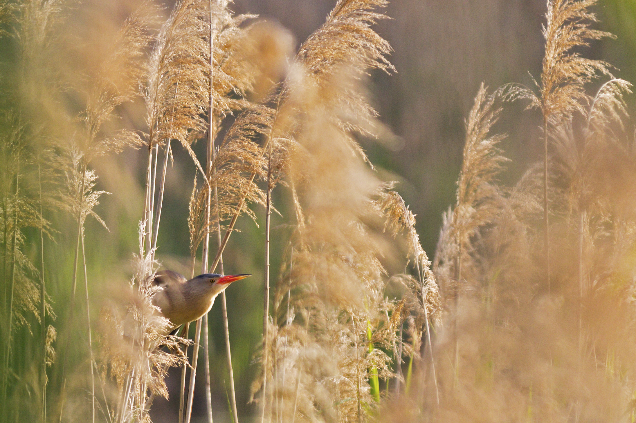 Tarabusino Ambientato