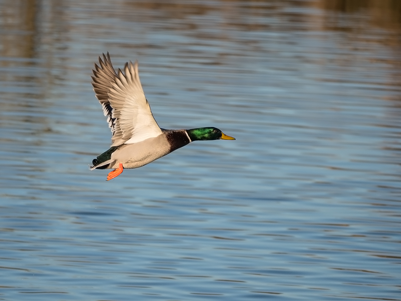 Mallard