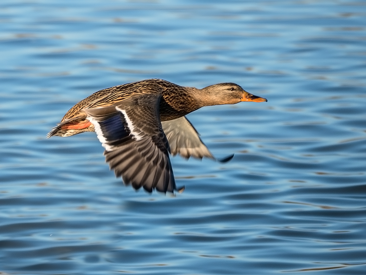 Mallard