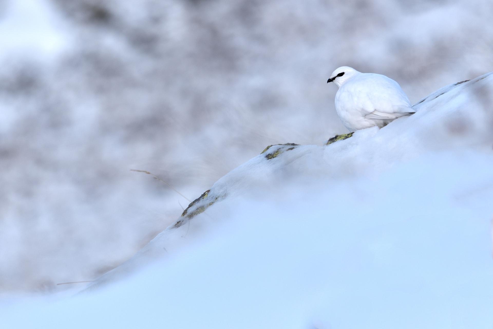 ptarmigan 2