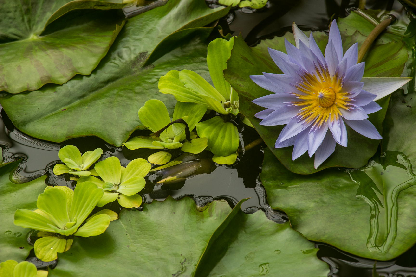 Royal Botanic Garden